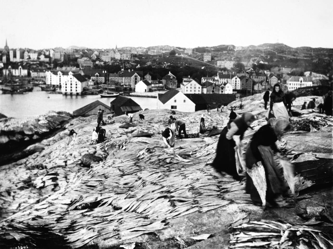 Klippfiskarbeid på Milnbergan tidlig på 1900-tallet. Ned mot sjøen ser vi Milnbrygga som i dag er Norsk klippfiskmuseum. Bilde fra Nordmøre museum