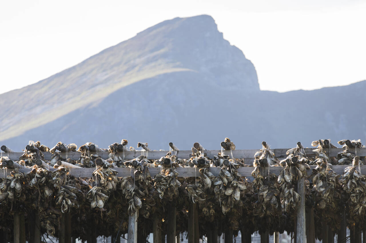 Turister har lagt igjen 99 prosent mer i Værøy i Lofoten i år enn i fjor og 217 prosent mer enn i 2019. Her er fiskehoder på hjell på øya. Arkivfoto: Berit Roald / NTB