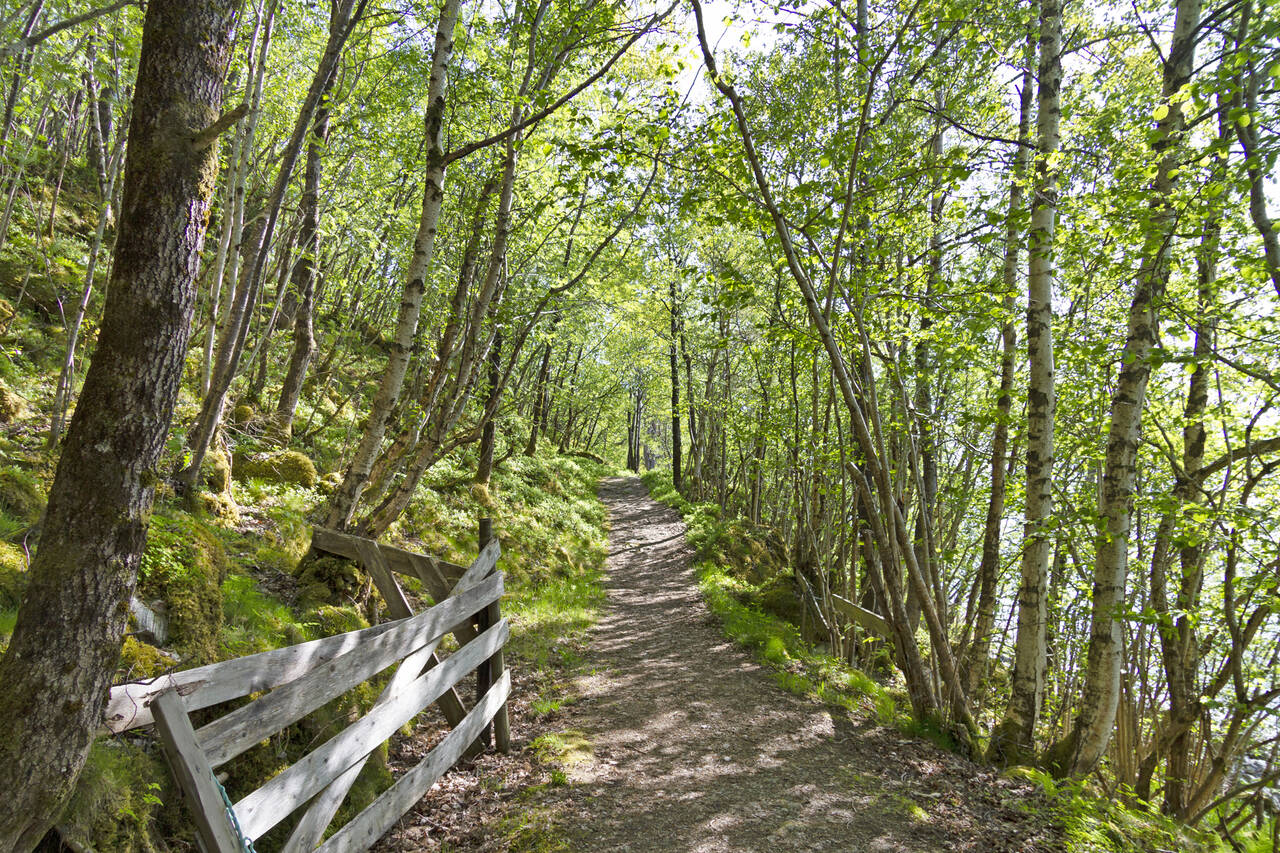 Det er trivelig å gå gjennom den gamle skogen. Foto: Terje Holm