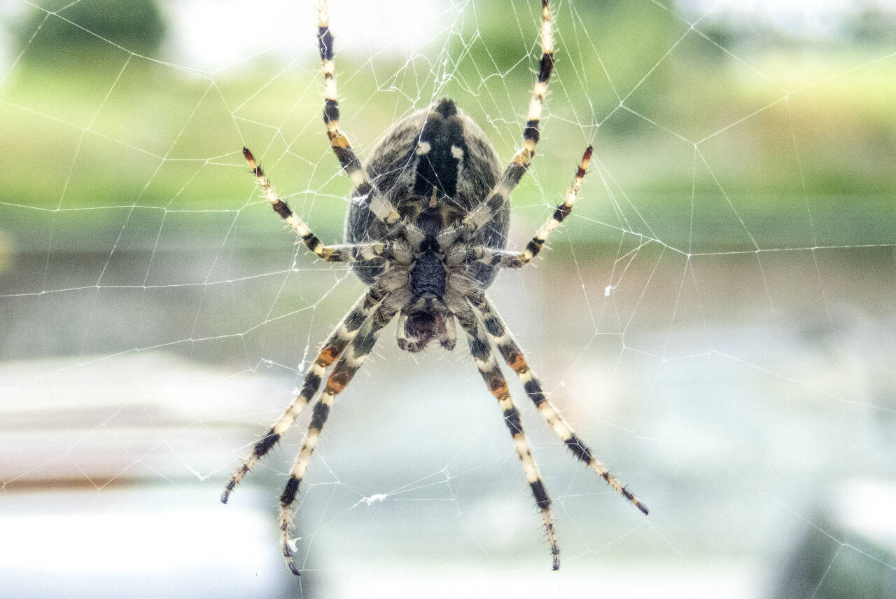 Edderkopper i Norge er verken farlige eller provoserer fram allergiske reaksjoner hos mennesker, selv om de har gift og kan bite. Dette er en korsedderkopp. Foto: Gorm Kallestad / NTB