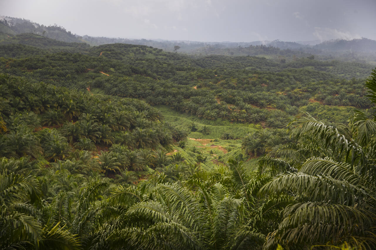 For å redusere avskoging i verdens tropiske skoger støtter Norge 39 prosjekter med 1,835 milliarder kroner. Foto: Heiko Junge / NTB