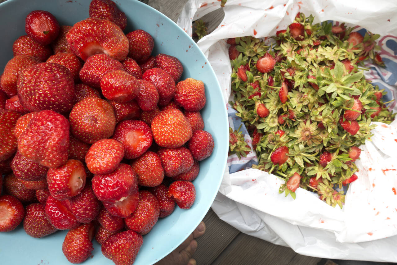 Norske jordbær kan bli dyrere i år på grunn av mangel på jordbærplukkere og en stor del med norske jordbærplukkere.Illustrasjonsfoto: Gorm Kallestad / NTB