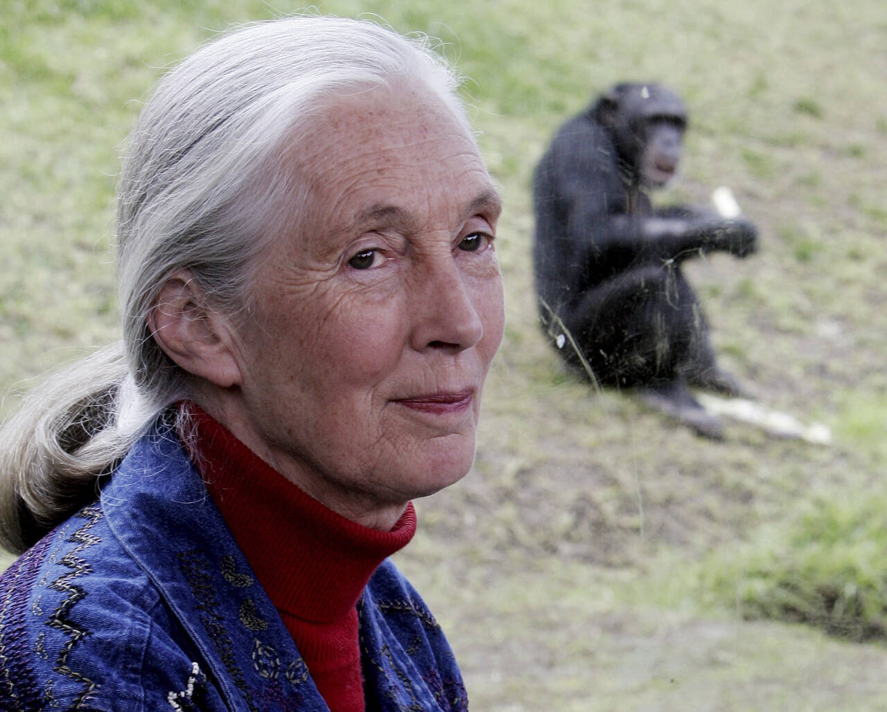 Jane Goodall ble nylig kåret til årets vinner av den prestisjetunge Templeton-prisen, som hedrer personer som har gjort et særlig bidrag til å forstå livets åndelige sider gjennom kunnskap og forskning. Nå oppfordrer prisvinneren oss til å ta bedre vare på natur og dyr. Foto: AP-NTB
