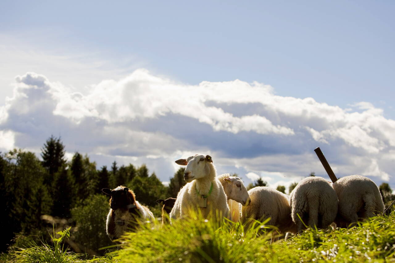 Færre sauer var på utmarksbeite i 2020 sammenlignet med tidligere år. Foto: Tore Meek / NTB