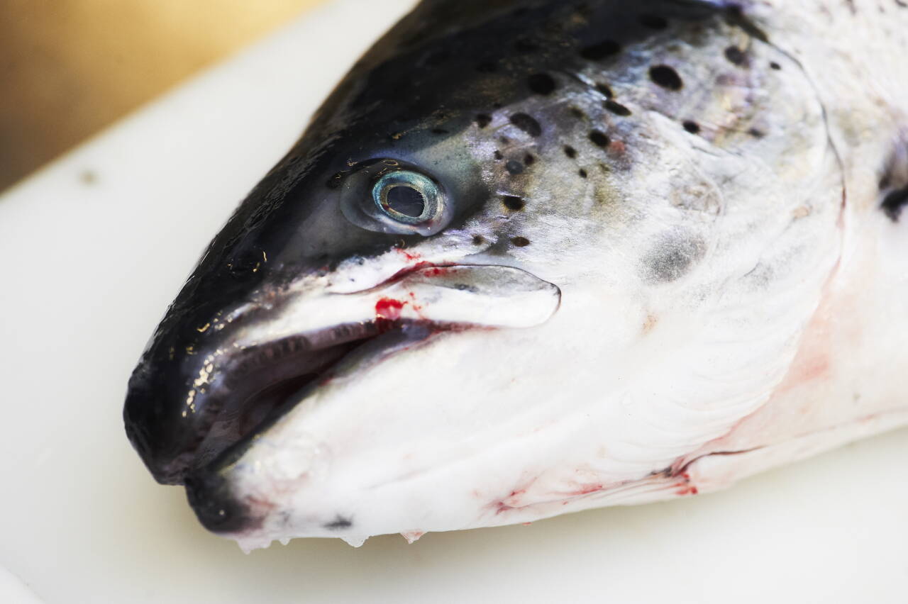 Det er fremdeles store utfordringer i oppdrettsnæringen, fastslår Veterinærinstituttets fiskehelserapport for 2020. Illustrasjonsfoto: Kent Skibstad / NTB