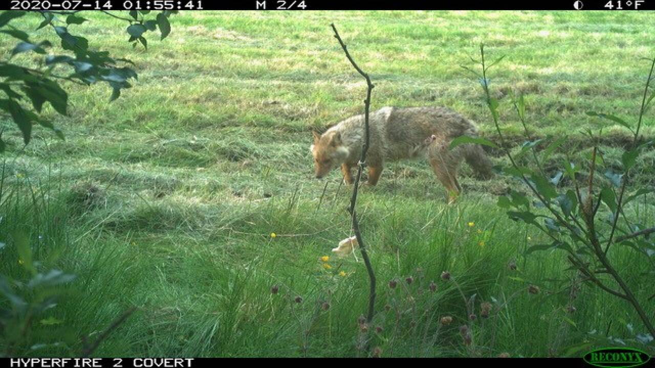 Den antatte gullsjakalen fanget av viltkamera 14. juli 2020. Foto: Statens naturoppsyn/Miljødirektoratet.