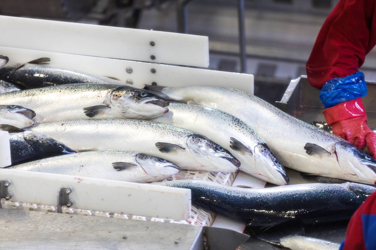 Laks utgjorde 66 prosent av eksportverdien av fisk i oktober. Dette bildet er tatt på SalMars anlegg på Frøya. Illustrasjonsfoto: Gorm Kallestad / NTB