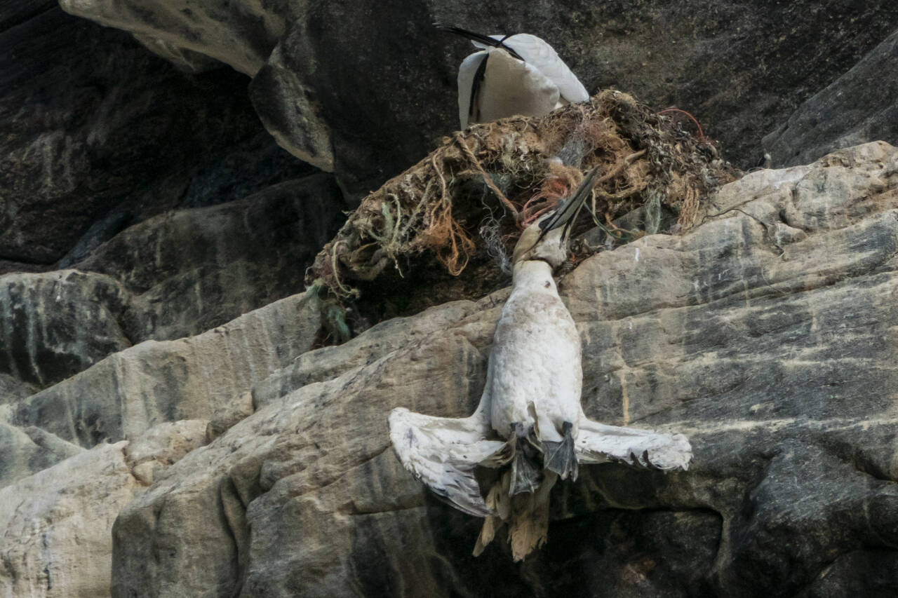 Også i Norge trues dyrelivet av plastforurensning. Her henger en død havsule i fiskegarn av plast på fuglefjellet på Runde. Foto: Heiko Junge / NTB