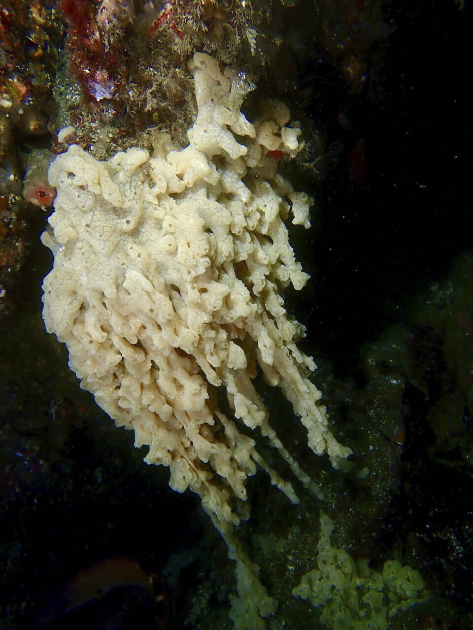 Havnespy sprer seg på grunn havbunn og presser ut planter og dyr som er avhengige av hverandre og lever på bunnen.Foto: Åge Wee / NTB