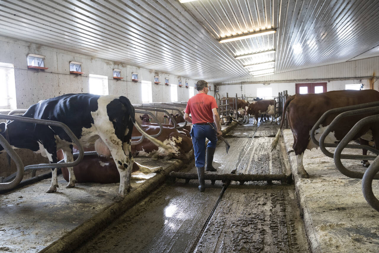 Sjeldent mange storfebønder har bestemt seg for å slutte og sende dyrene til slakt, ifølge Nortura, som mener høye kostnader og lave inntekter er årsaken. Illustrasjonsfoto: Terje Bendiksby / NTB