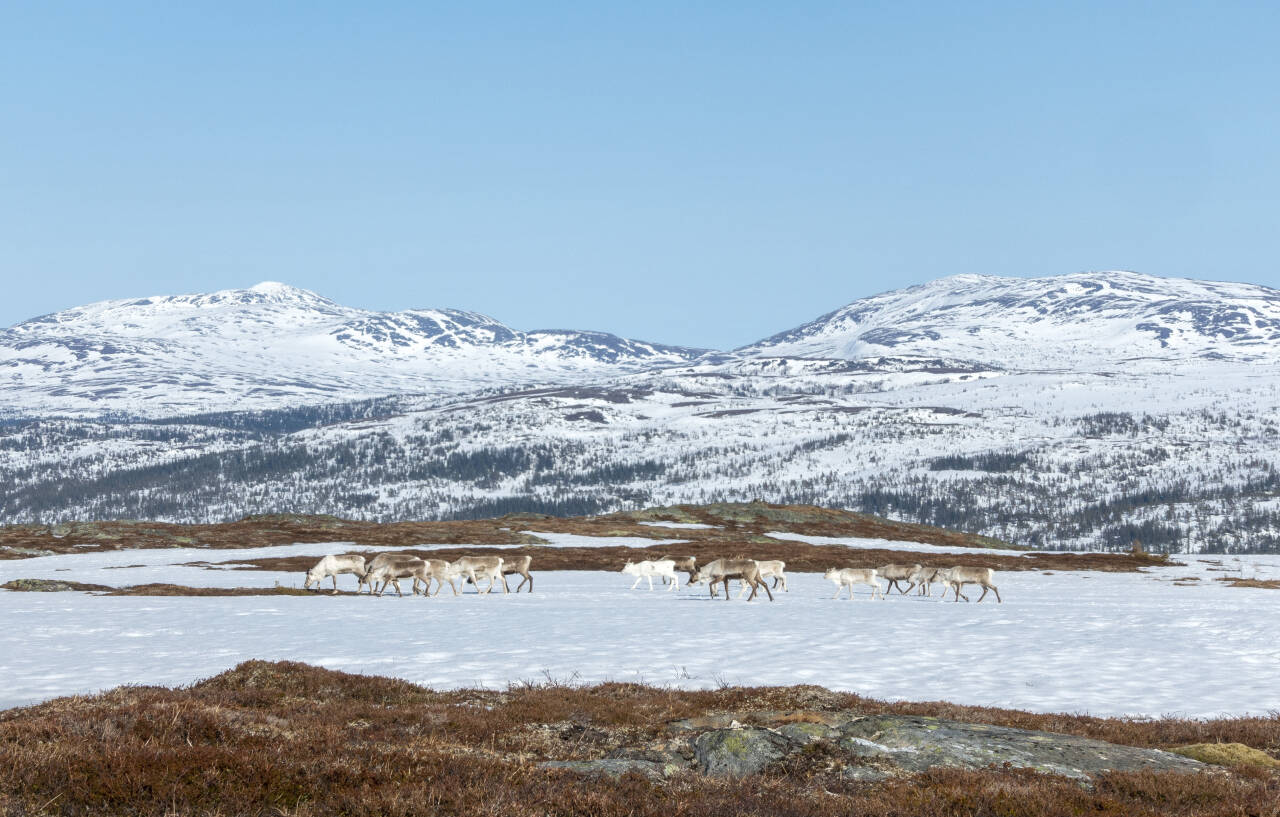 Seks av ti nasjonale villreinområder i dårlig stand, ifølge en ny rapport. Illustrasjonsfoto: Gorm Kallestad / NTB