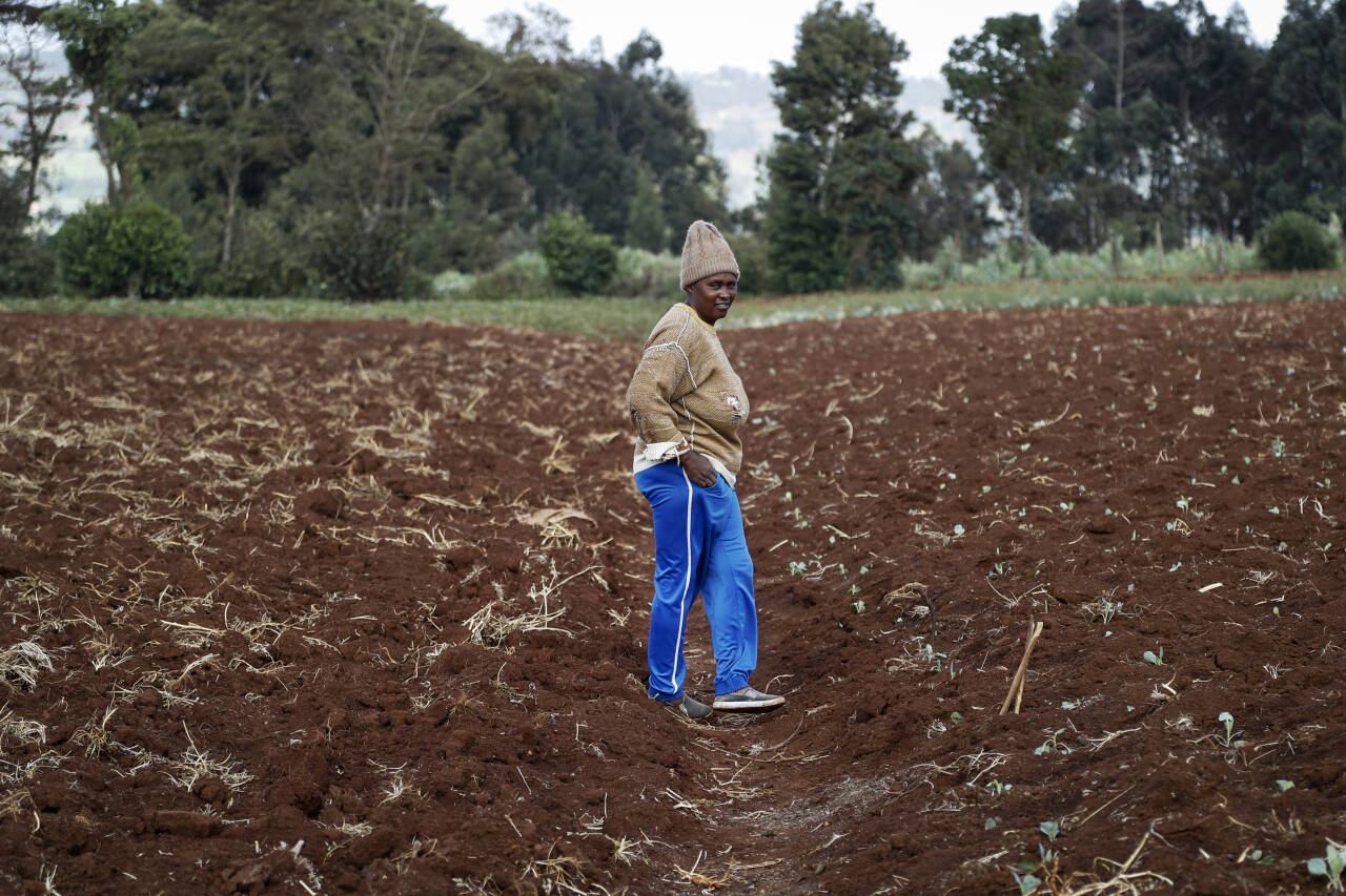 Gårdbruker Monicah Wanjiku på et av jordene hennes i Kiambu utenfor Kenyas hovedstad Nairobi. Ukraina-krigen har presset opp prisene på kunstgjødsel i Kenya og en lang rekke andre land. Foto: Brian Inganga / AP / NTB