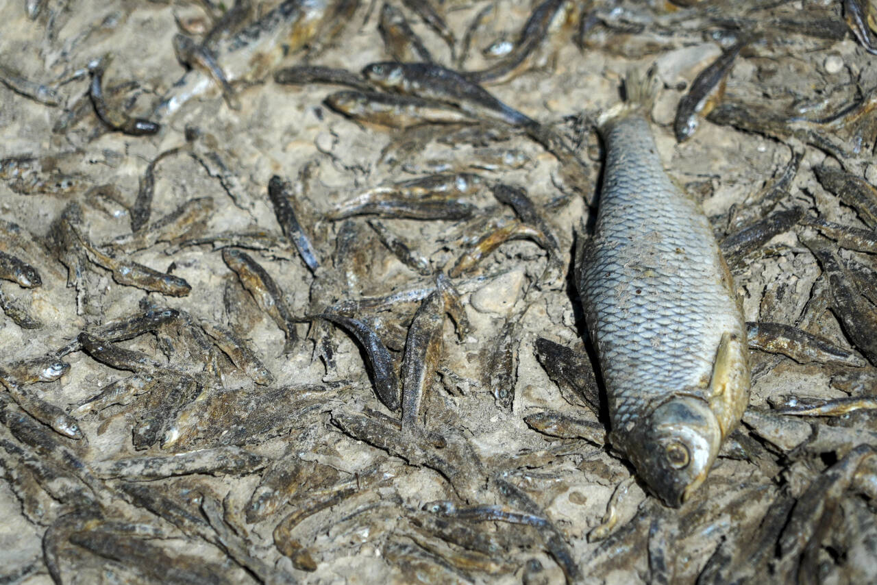 Død fisk på bunnen av den uttørkede Tille-elva ved landsbyen Lux i Bourgogne i Frankrike. Foto: Nicholas Garriga / AP / NTB