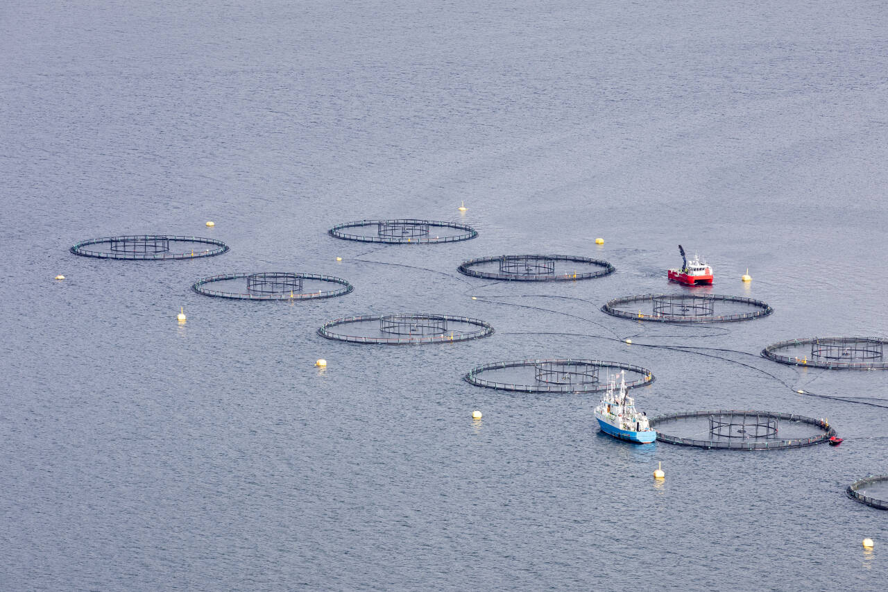 Havbruksanlegg for lakseoppdrett med spesialbåter for fiskeoppdrett i Sjona på Helgelandskysten. Foto: Gorm Kallestad / NTB