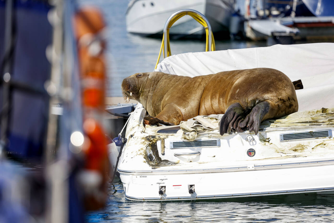 Hvalrossen Freya på en båt i Frognerkilen.Foto: Tor Erik Schrøder / NTB