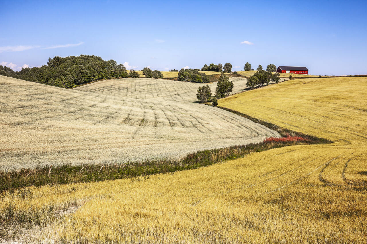 Vi er helt nødt til å ha matjord å dyrke på, og bønder til å drive den for å sikre norsk matsikkerhet, slår forskere ved NIBIO fast. Foto: Halvard Alvik, NTB