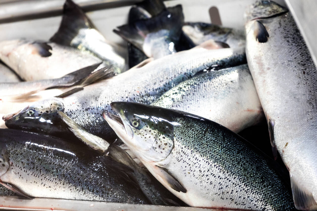 Laksen ble solgt for rekordhøy gjennomsnittspris sist måned. Illustrasjonsfoto: Gorm Kallestad / NTB