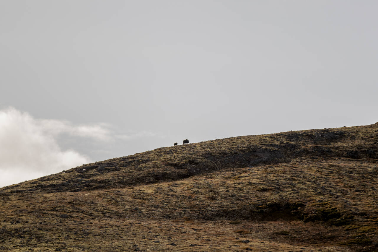 Moskusen i Norge holder til på Dovrefjell. I det siste er det skutt ni dyr som har tatt seg vekk fra flokken og havnet i Møre og Romsdal. Foto: Stian Lysberg Solum / NTB