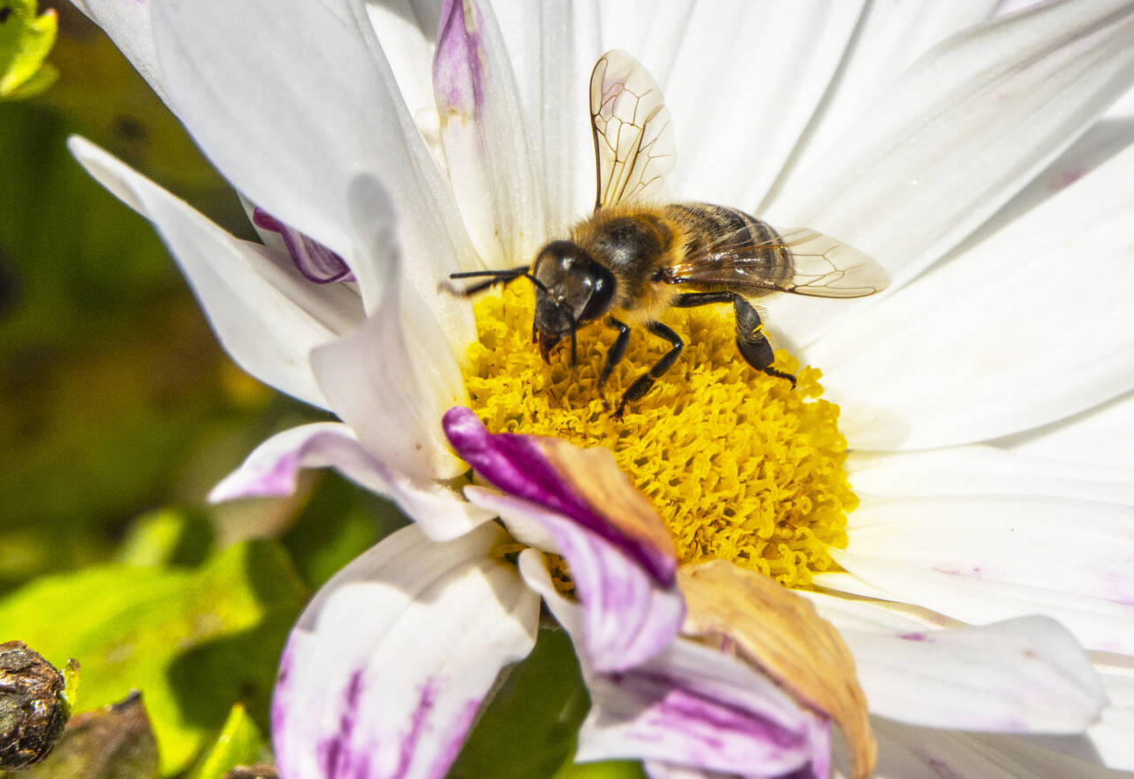 Bier trives ikke så godt i striglete hager. WWF ber nordmenn om å la være å klippe plenen for å hjelpe insektene. Foto: Halvard Alvik / NTB