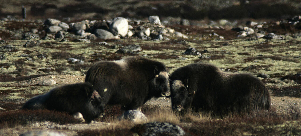 Moskus på Dovre fotografert i 2007. Nå kan den bli flyttet av hensyn til villreinstammen. Arkivfoto: Gorm Kallestad / NTB