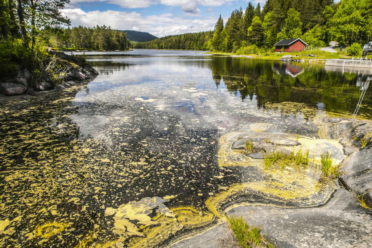 Pollen i vannet ved Skjærsjødammen i Nordmarka i Oslo. Foto: Halvard Alvik / NTB