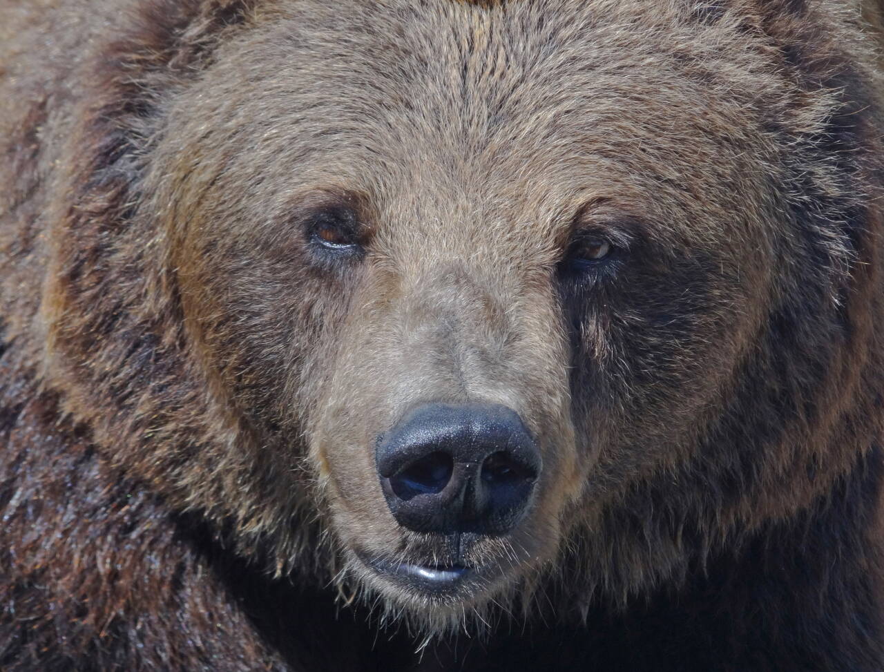 Brunbjørnen eter seg god og feit før den slapper av i et halvår. Slikt ville skapt problemer hos mennesker, men bjørnen er like frisk om våren som om høsten. Foto: Per Løchen / NTB