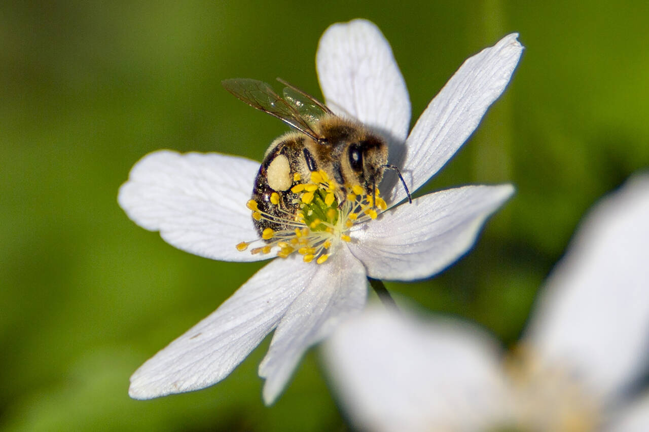 En bie samler nektar på hvitveis og produserer senere ekte honning. Foto: Paul Kleiven / NTB