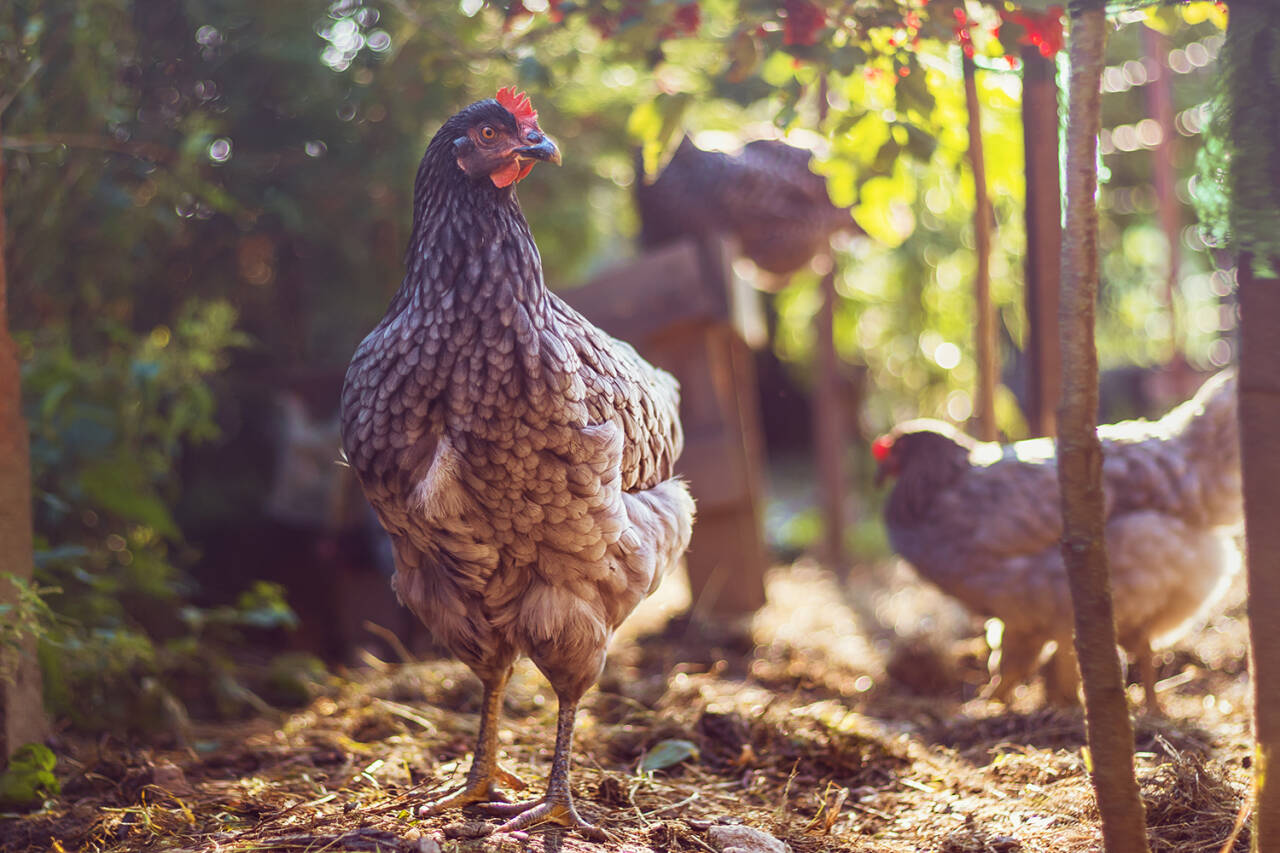 Veterinærinstituttet er nasjonalt referanselaboratorium for aviær influensa i Norge. Illustrasjonsfoto: Colourbox