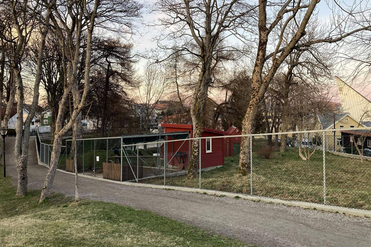 Det er påvist fugleinfluensa i Vanndamman i Kristiansund. Foto: Ingunn Strand / Kristiansund kommune