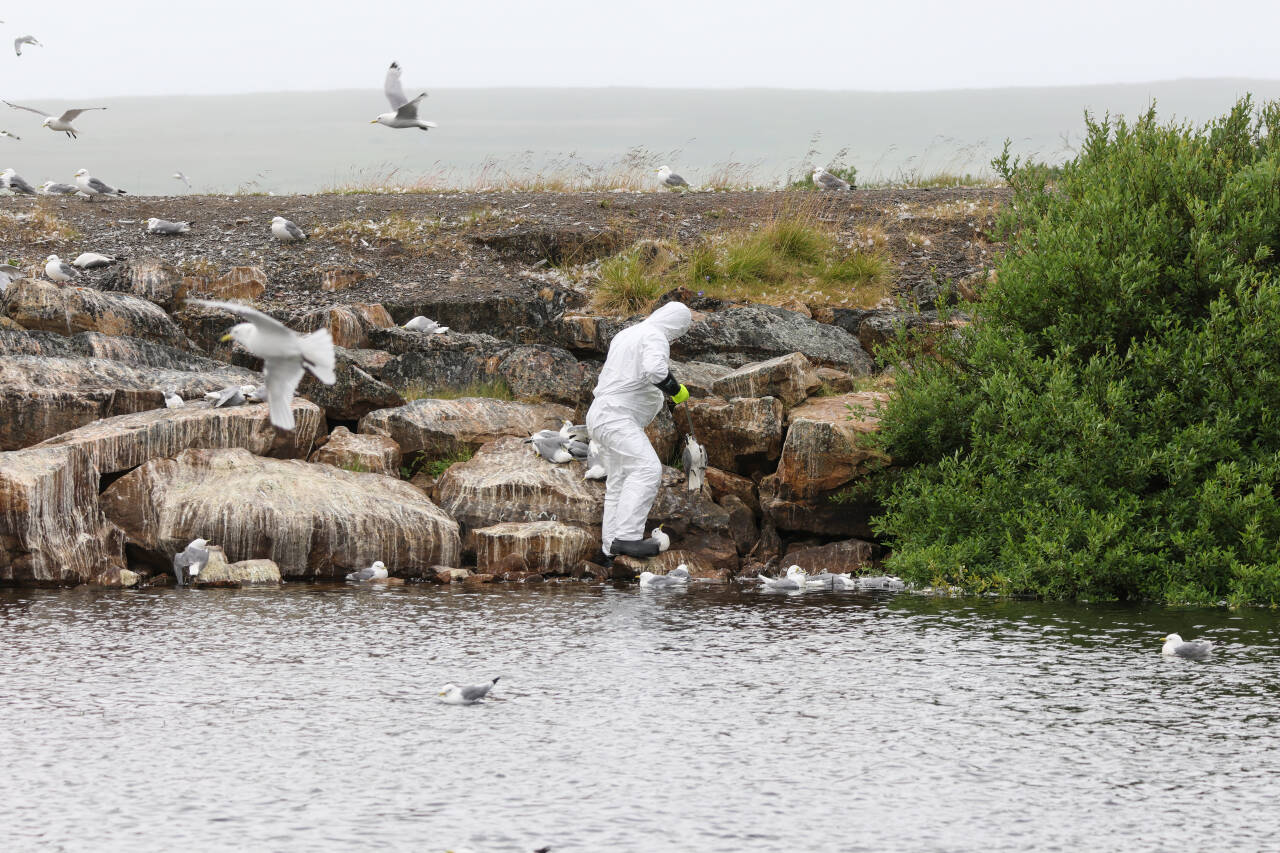 Det pågår et stort fugleinfluensautbrudd i Vadsø kommune i Finnmark. Dette bildet viser innsamling av døde fugler 21. juli. Hittil er det funnet over 13.000 døde fugler, de aller fleste av måkearten krykkje.Foto: Øyvind Zahl Arntzen / NTB