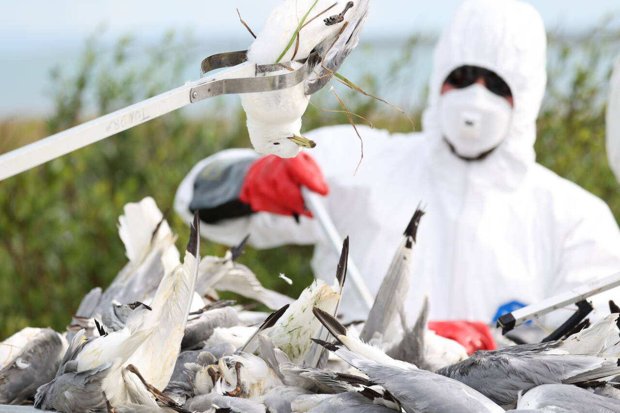 Den ukentlige rapporteringen om døde krykkjer er nå avsluttet. De aller fleste av de nær 25.000 døde fuglene som er rapportert inn, er funnet i Vadsø. Foto: Jan Langhaug / NTB