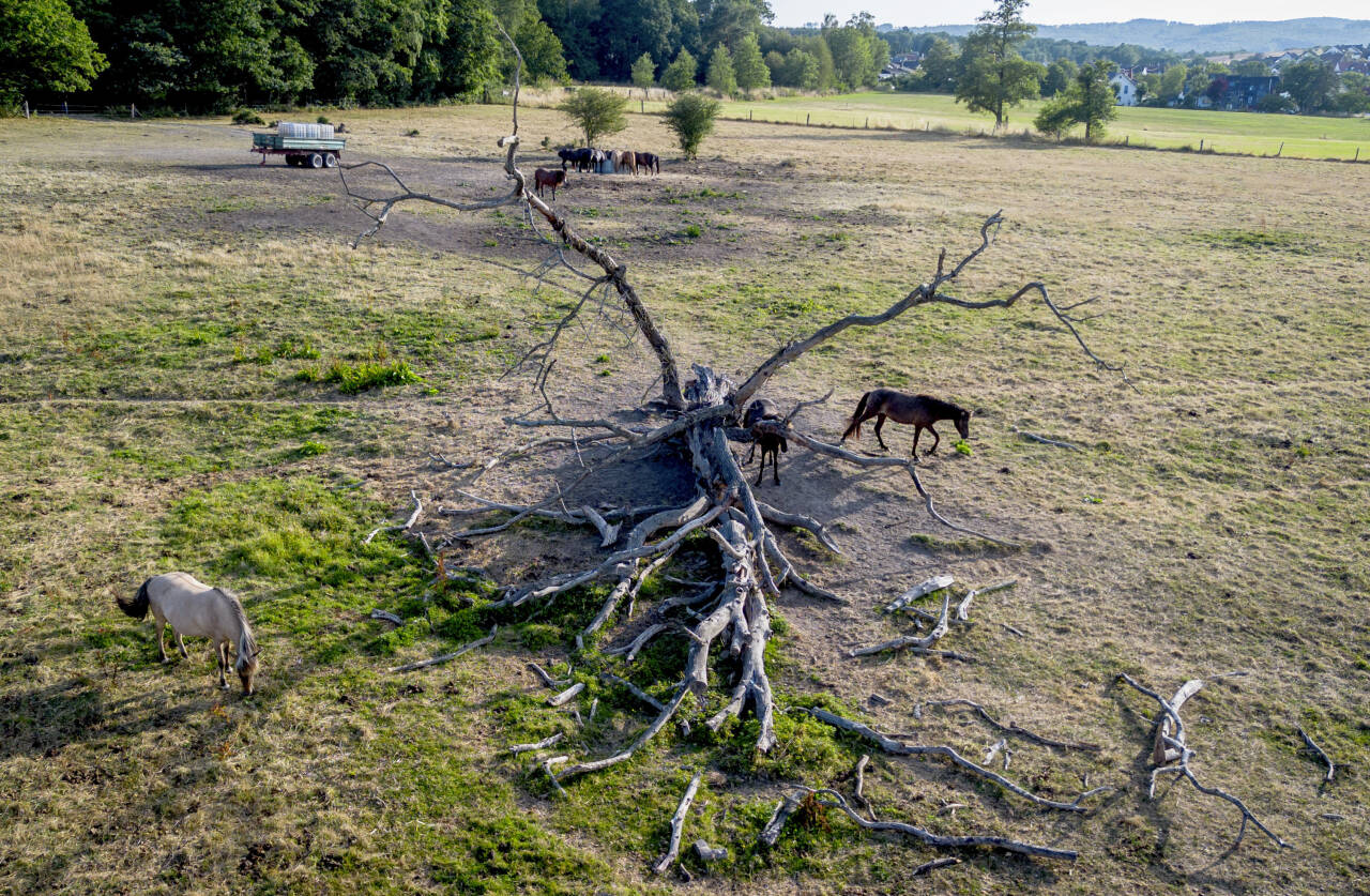 Tørke flere steder i Europa kan føre til at matprisene stiger. Bildet er fra et tørt beite i Wehrheim i Tyskland. Foto: Michael Probst / AP / NTB