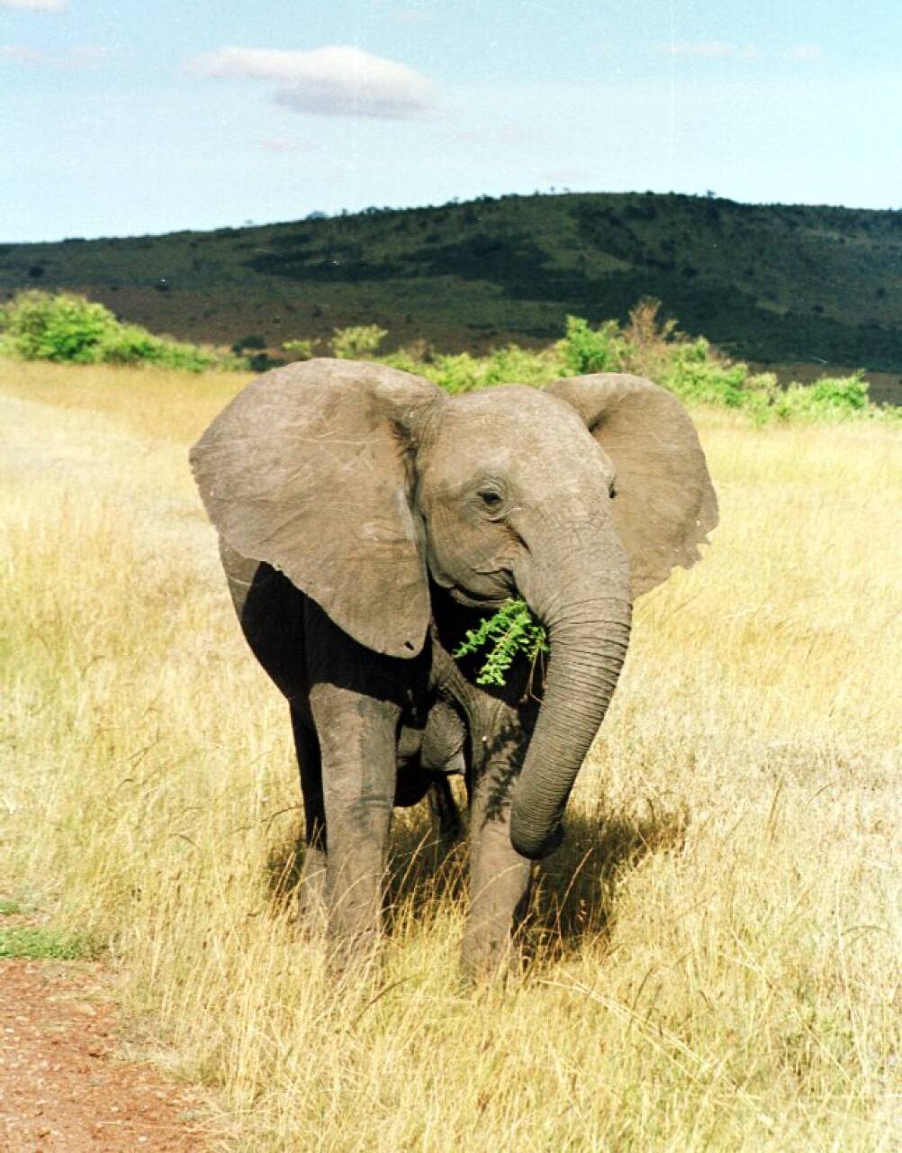 Der elefantene blir borte, endres vegetasjonen radikalt, som igjen endrer faunaen. Omvendt, dersom elefantbestanden i et område vokser raskt, vil det også skje store endringer, slik det skjedde i Tsavo nasjonalpark i Kenya på 1960-tallet. Her en elefant på beite i Masai Mara naturreservat i Kenya. Foto: NTB