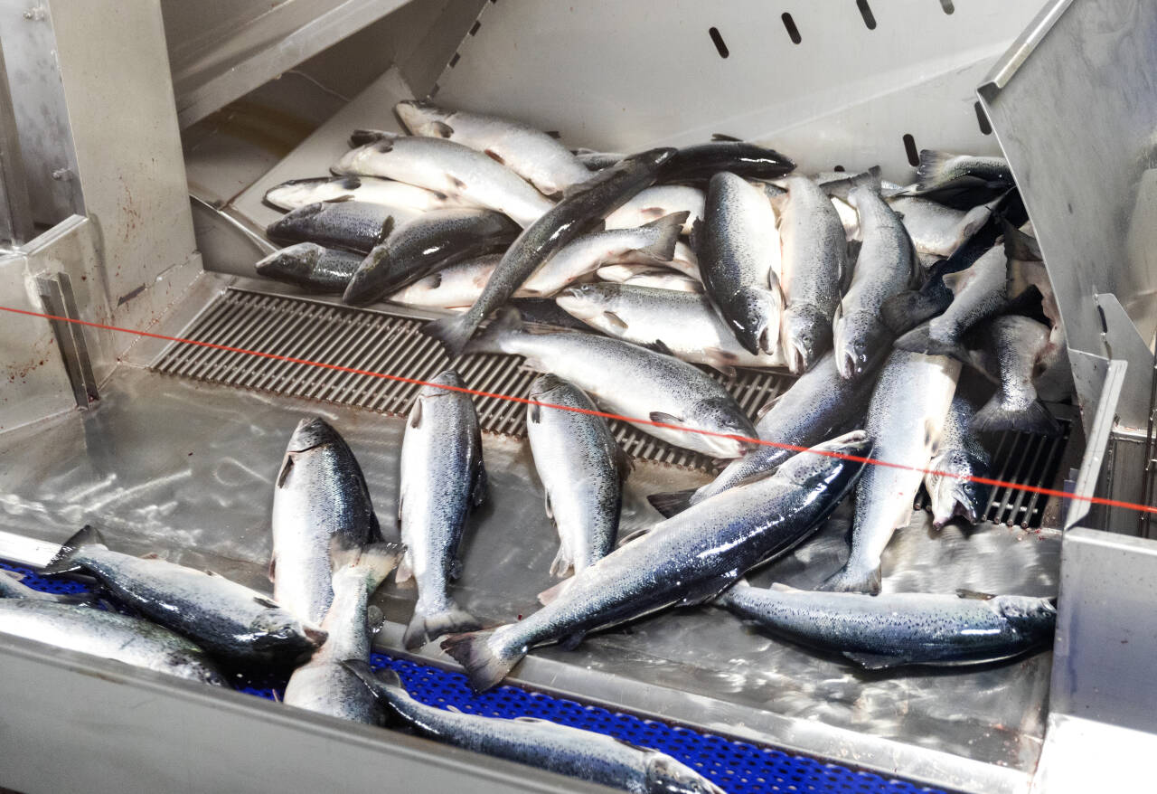 Regjeringen skal vurdere endringer i fiskeindustriens permitteringsregler. Illustrasjonsfoto: Gorm Kallestad / NTB