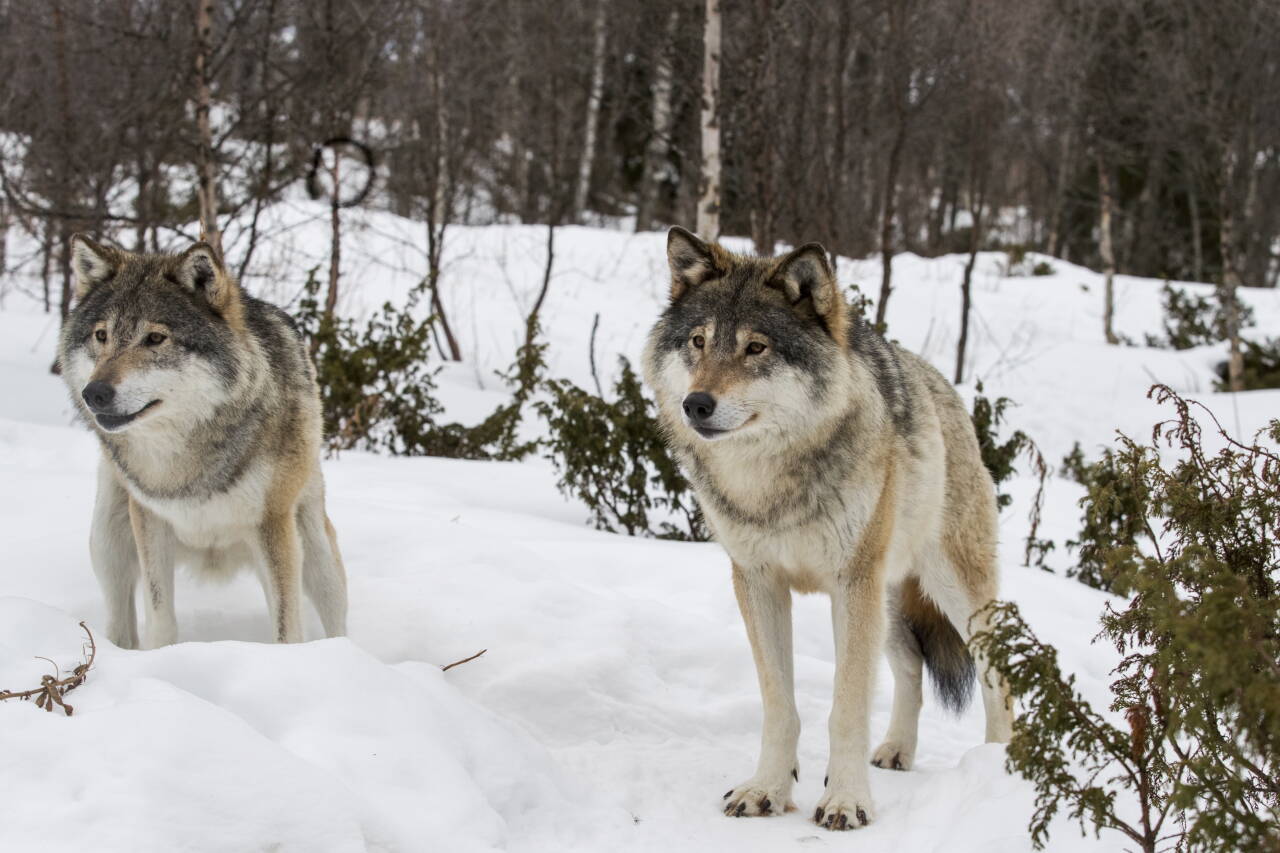 Oslo tingrett skal ta stilling til om årets lisensfelling av ulv innenfor ulvesonen kan gå som planlagt. Foto: Heiko Junge / NTB