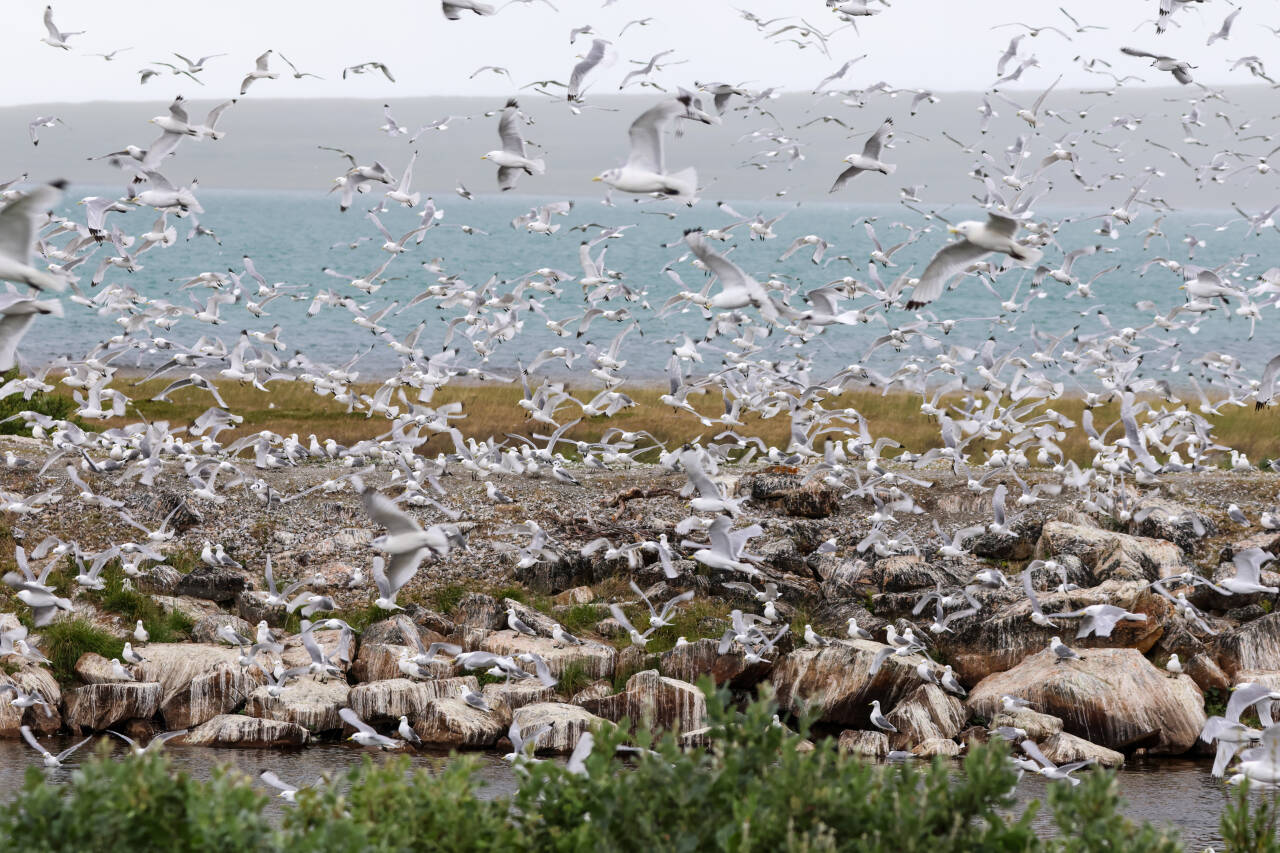 Krykkjer sirkler rundt området hvor det er funnet tusenvis av døde fugler i Vadsø etter fugleinfluensautbruddet. Foto: Øyvind Zahl Arntzen / NTB