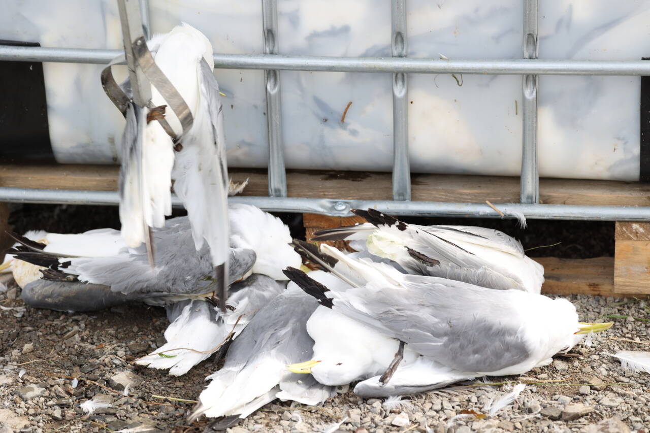 Den siste tiden har blitt oppdaget en større mengde døde fugler i Dunderlandsdalen i Rana kommune. Illustrasjonsfoto: Jan Langhaug / NTB