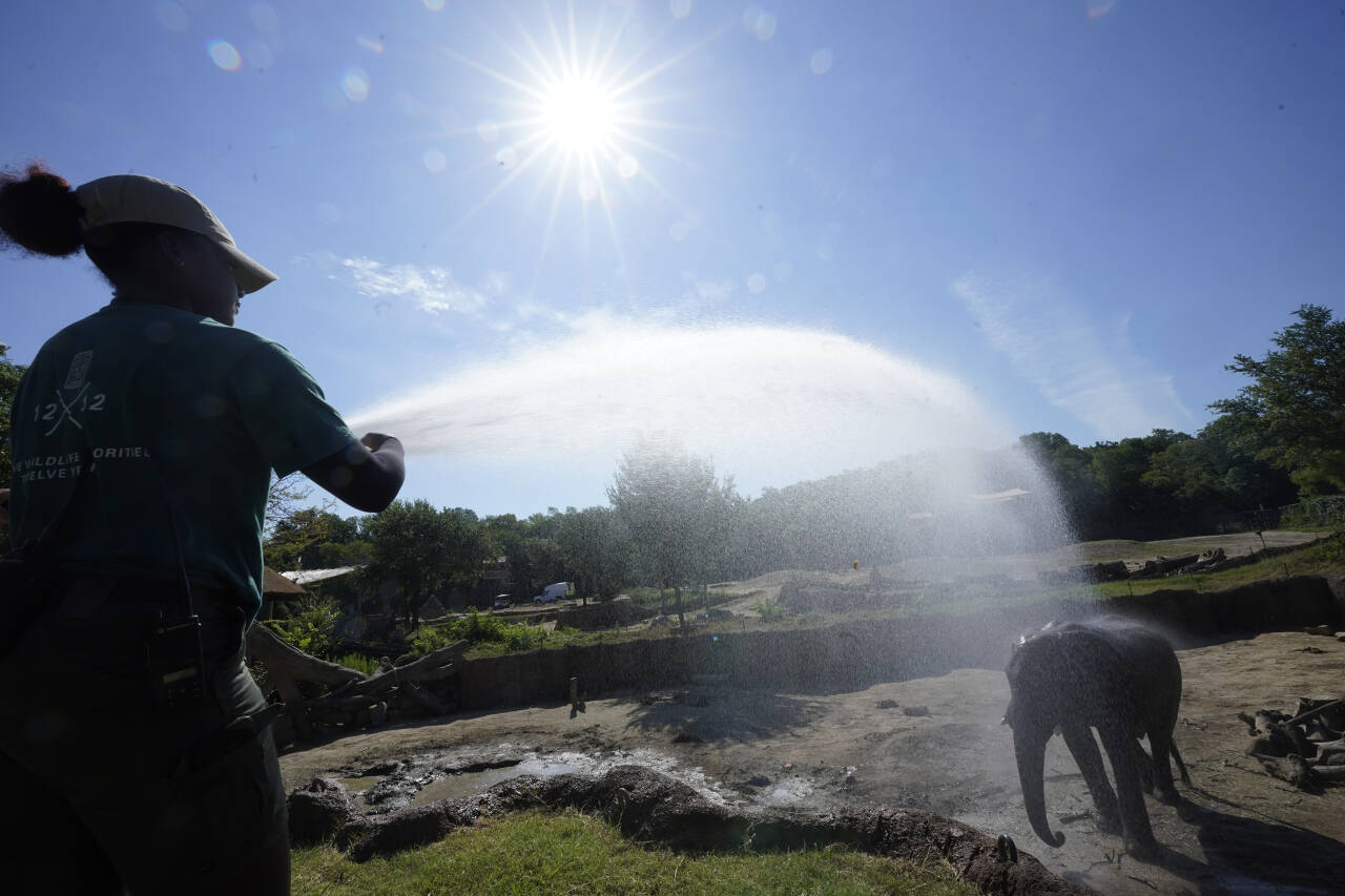 Temperaturrekordene fortsetter å falle. Årets junimåned er den varmeste som noen gang er registrert i verden, ifølge EUs klimaovervåkingstjeneste. Foto: LM Otero / AP / NTB