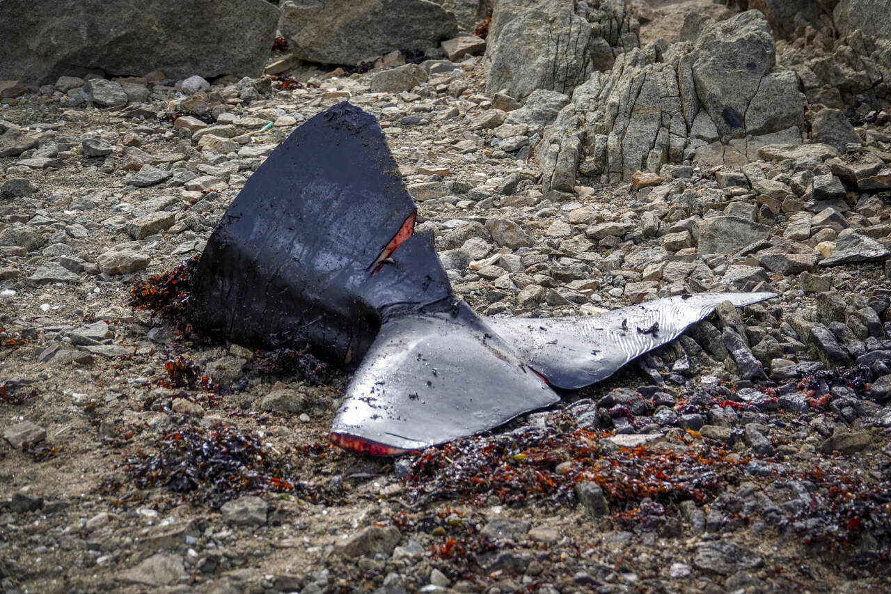 En avkuttet grindhvalfinne ligger på land ved den lille bosetningen Kulusuk på Øst-Grønland i 2018. Illustrasjonsfoto: Heiko Junge / NTB