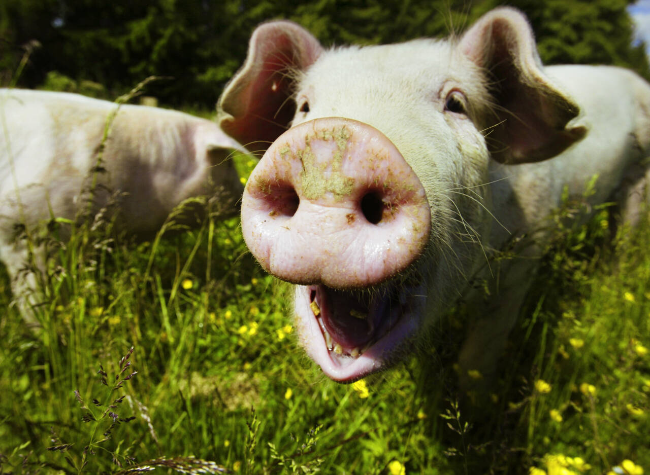 Så langt i år har kjøtt­pro­sen­ten blant norsk svin har falt med 0,11 pro­sent­po­eng. Illurasjonsfoto: Lise Åserud / NTB 