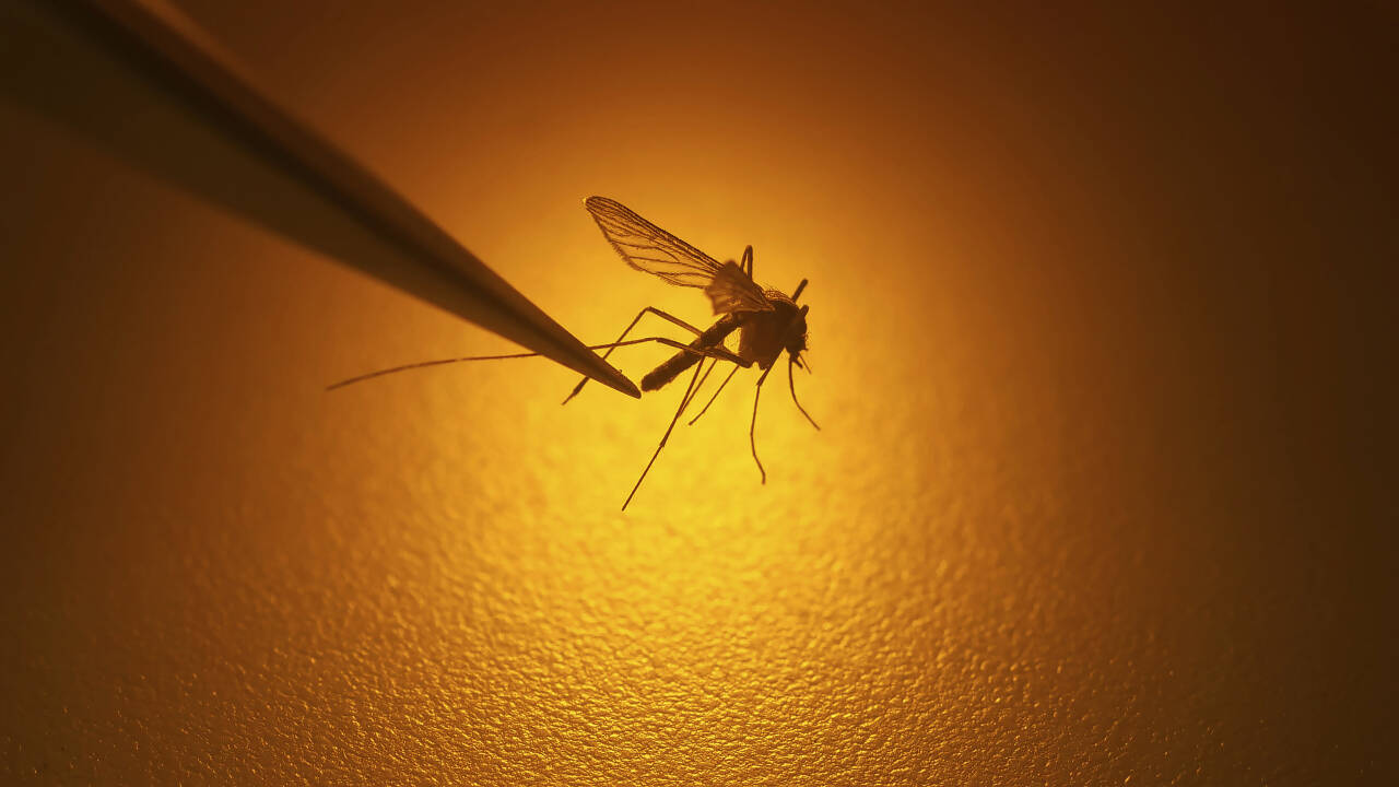Klimaendringer gjør det mer sannsynlig at farlige myggbårne sykdommer sprer seg i Europa, ifølge ECDC. Foto: Rick Bowmer / AP / NTB