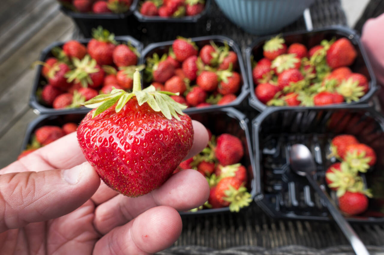 Norske jordbær er allerede å finne i butikkene, men prisene kan øke, tror jordbærbøndene. Foto: Gorm Kallestad / NTB