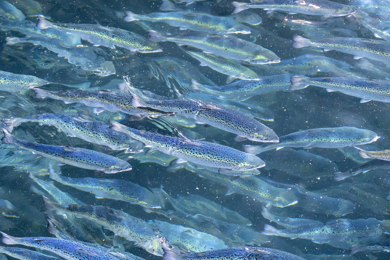 Myndighetene har ikke iverksatt gode nok tiltak for å redusere utfordringene med sykdommer og dårlig fiskevelferd i havbruksnæringen, ifølge Riksrevisjonen.Illustrasjonsfoto: Gorm Kallestad / NTB