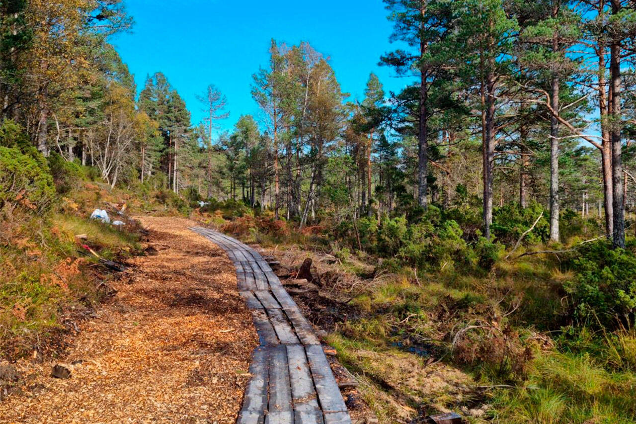 Tursti i freimarka laget med klopper (planker eller tresammer lagt på langs for å lage en tørr sti). Foto: Kristiansund kommune