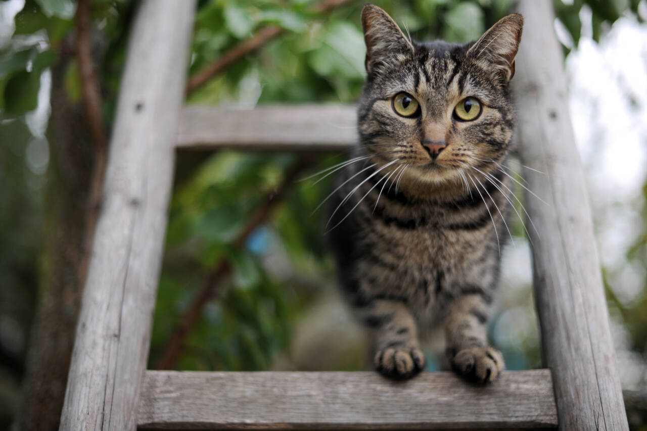 Katter er svært selvstendige individer, og selv om de får mat hjemme, vil mange av dem jakte. Foto: Frank May / NTB