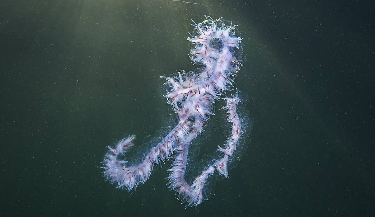 Perlesnormaneten er tilbake langs hele kysten. I 2001 døde  600 tonn fisk som følge av den giftige maneten. Foto: Erling Svensen / Havforskningsinstituttet / NTB