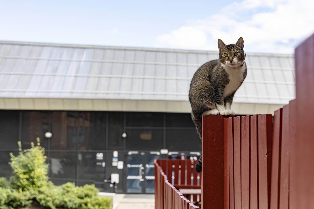 Katter kan utgjøre fare for biologisk mangfold, er konklusjonen i en ny rapport Foto: Tor Erik Schrøder / NTB