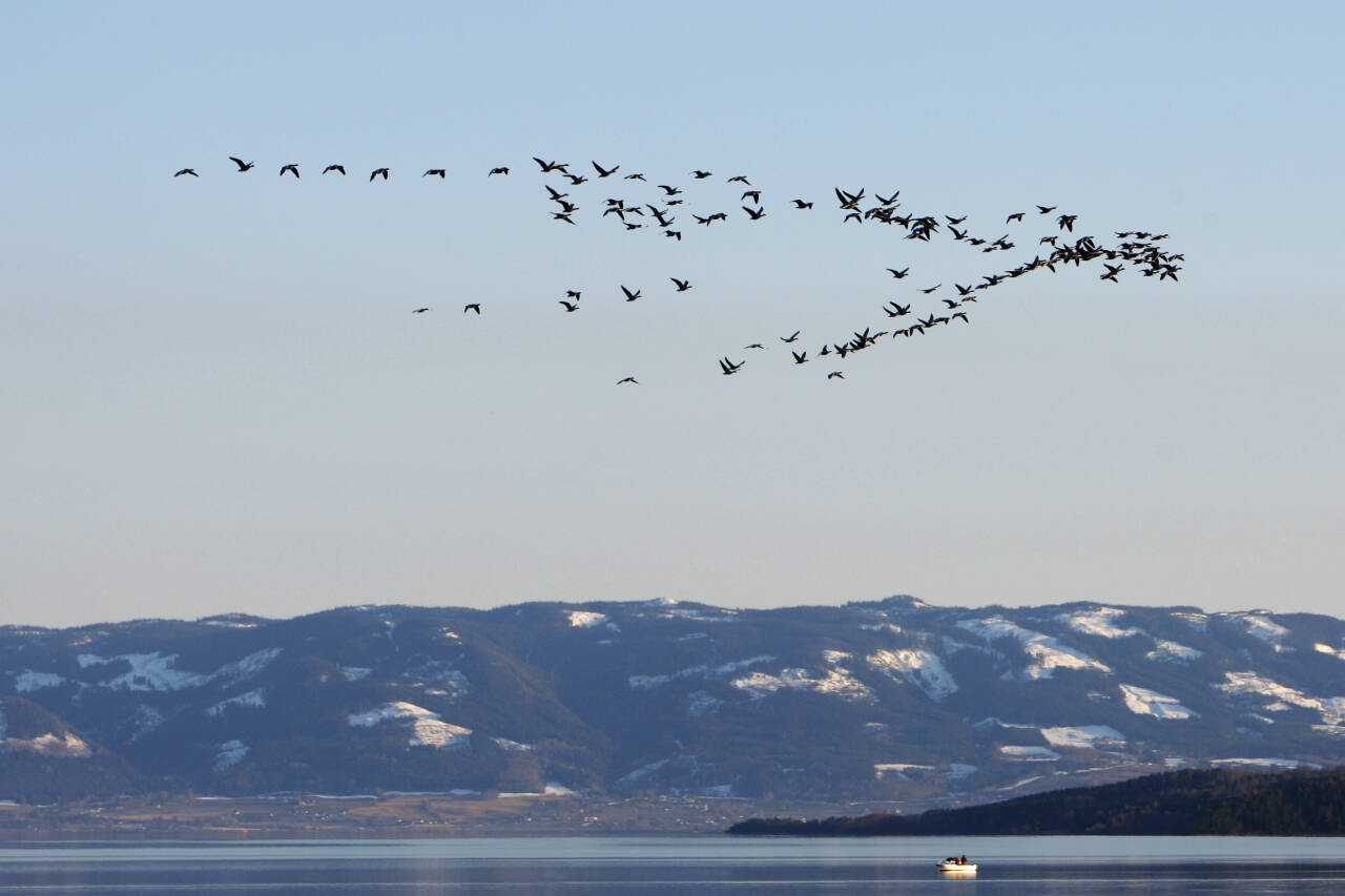 Disse trekkfuglene holdt lav marsjhøyde over Mjøsa da de ankom fra Syden denne aprildagen. Illustraasjonsfoto: Håkon Mosvold Larsen / NTB