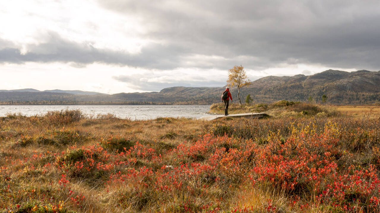 Høst ved Furusjøen i Kvamsfjellet i Gudbrandsdalen. Foto: Paul Kleiven / NTB