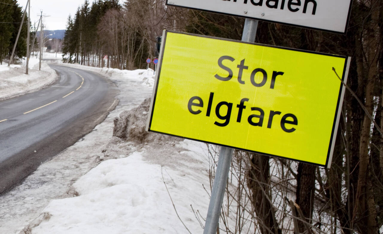 VILT I VEIEN: Det har vært en stor økning i antallet viltpåkjørsler de siste årene. Foto: Tore Meek / NTB